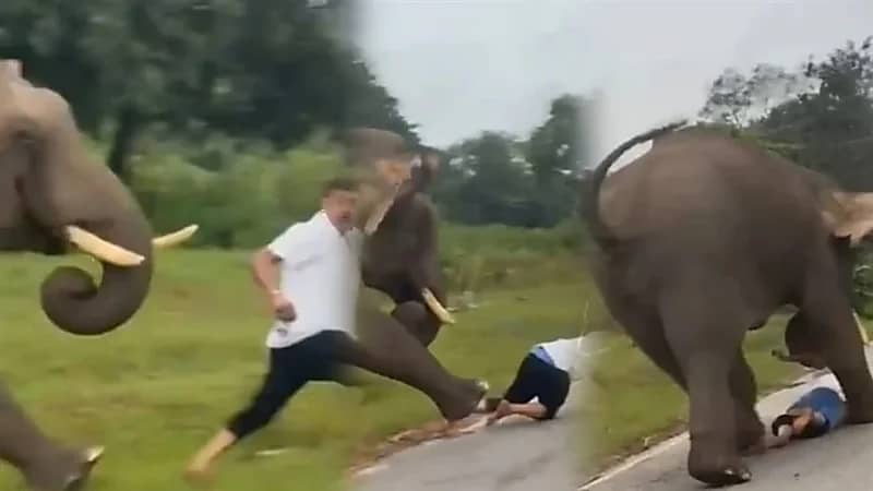 صورة سيلفي تدفع فيلًا لدهس سائح عدة مرات.. فيديو