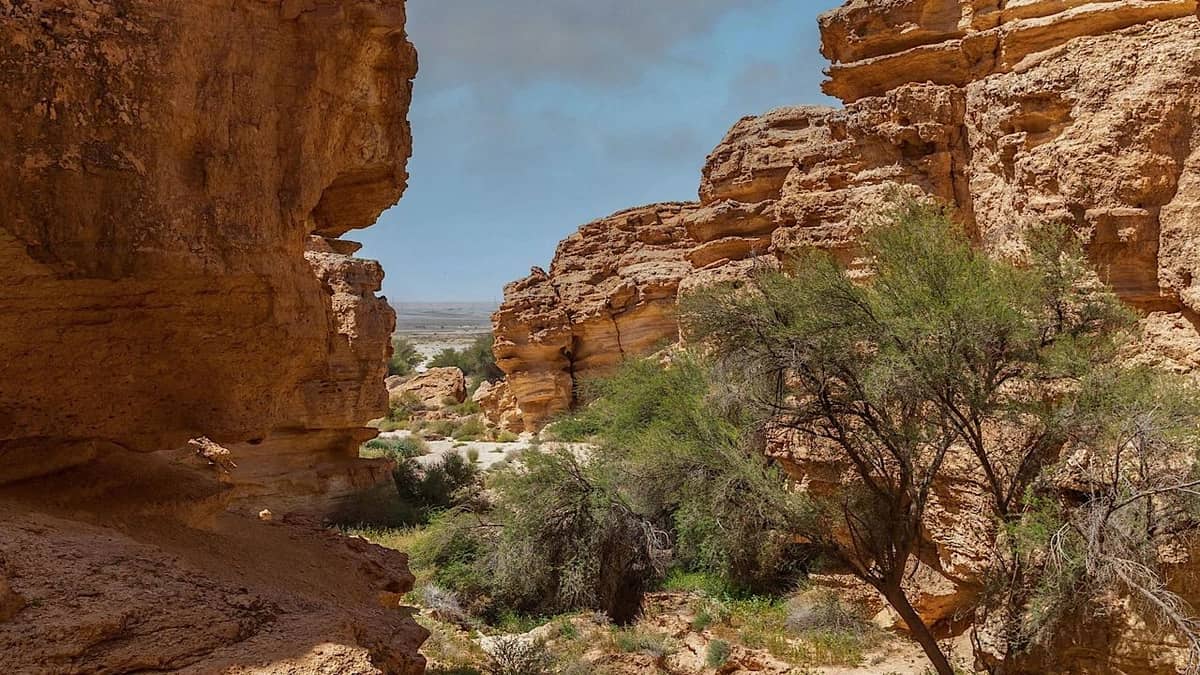 ضبط مخالفين لنظام البيئة في محمية الإمام والمنطقة الشرقية