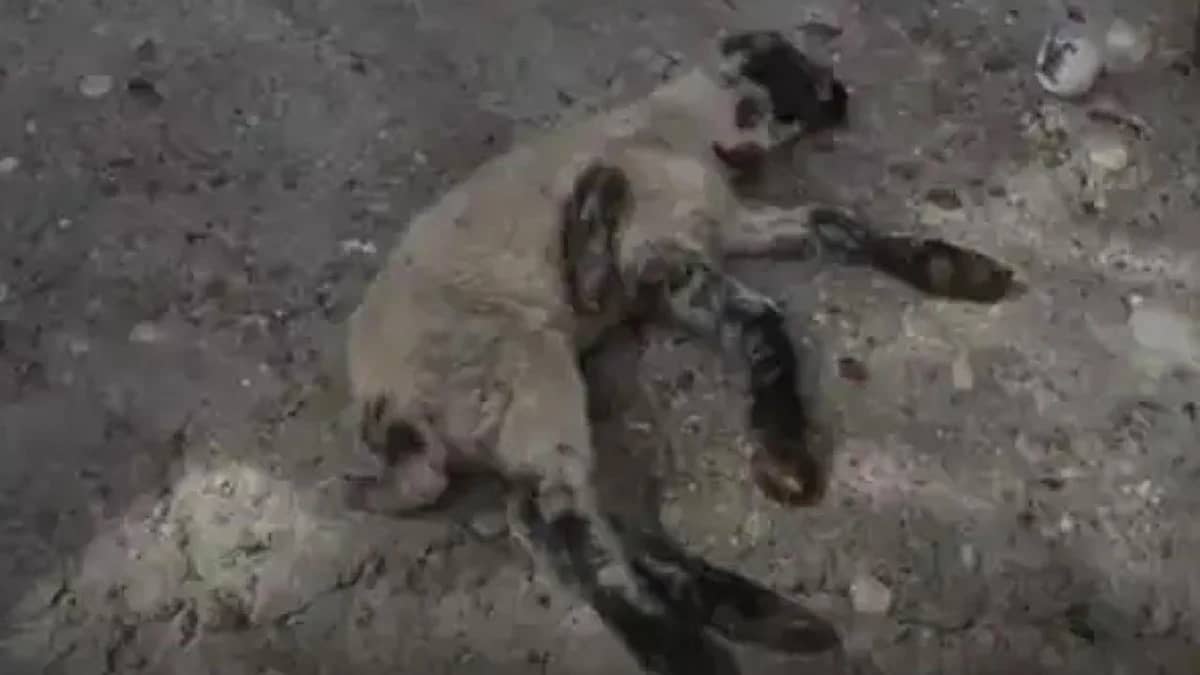 WhatsApp Image 2025-10-05 at 12.52.11 PM (1).jpeg