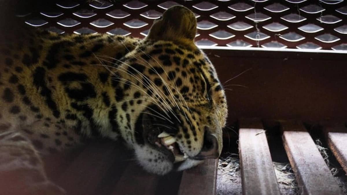 WhatsApp Image 2025-10-07 at 2.25.18 PM.jpeg