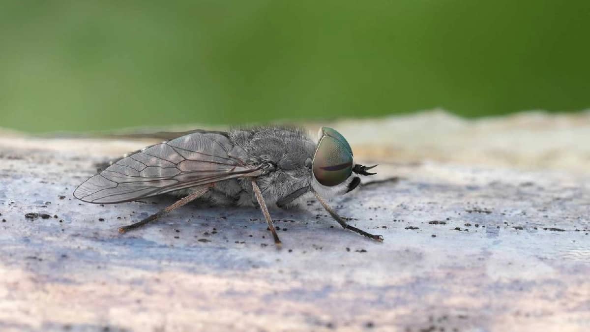 مقتل مزارع بريطاني بسبب لدغة ذبابة