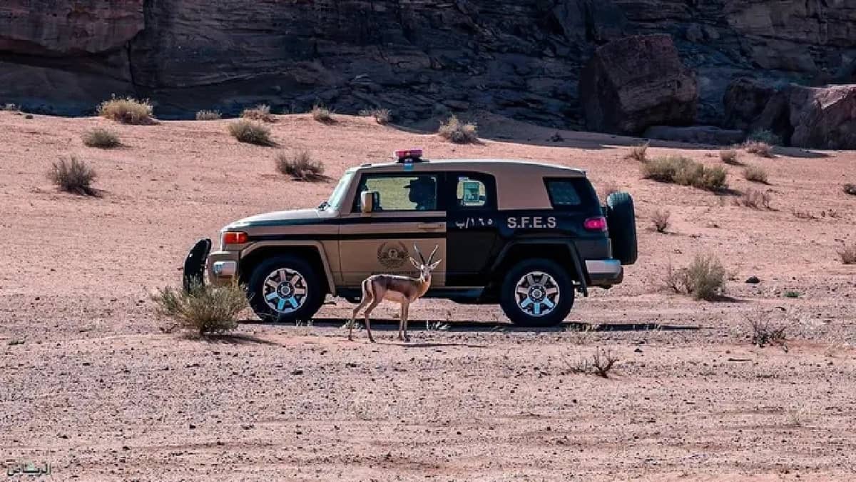 ضبط 38 مخالفًا لنظام البيئة بمختلف المناطق خلال أسبوع.. فيديو