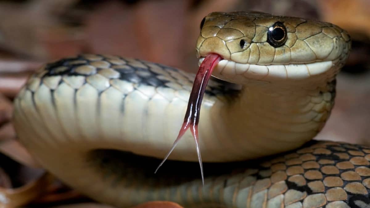 WhatsApp Image 2025-10-27 at 7.25.31 PM.jpeg