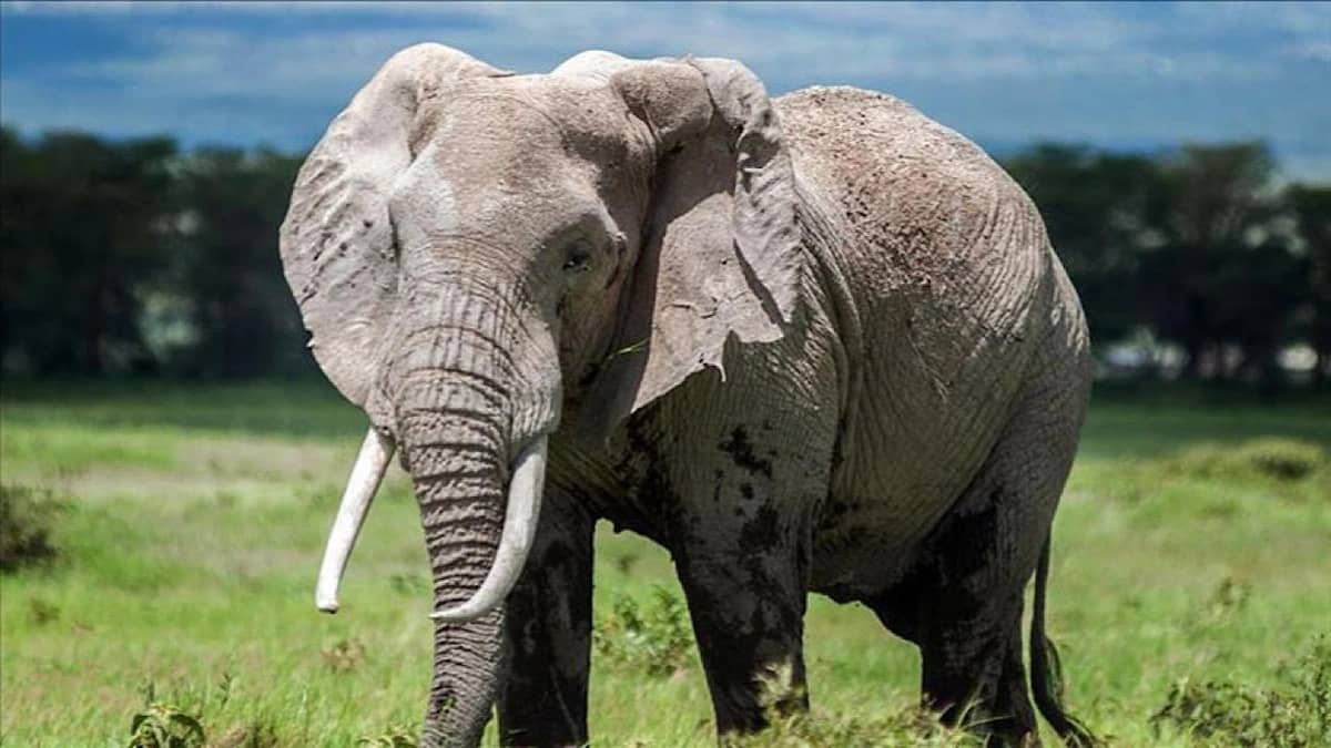 مصرع عامل بطريقة مروعة بعد هجوم فيل بري عليه