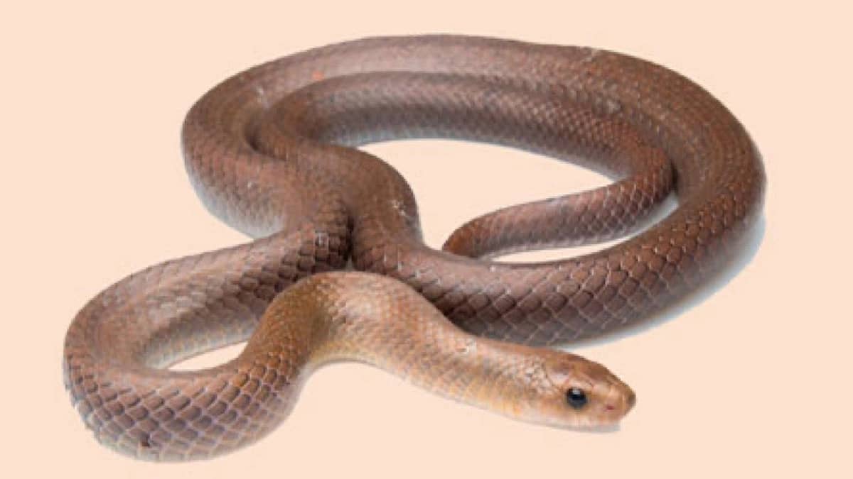 ثعبان يحاول التسلل إلى سيارة في طابور مطعم بفلوريدا