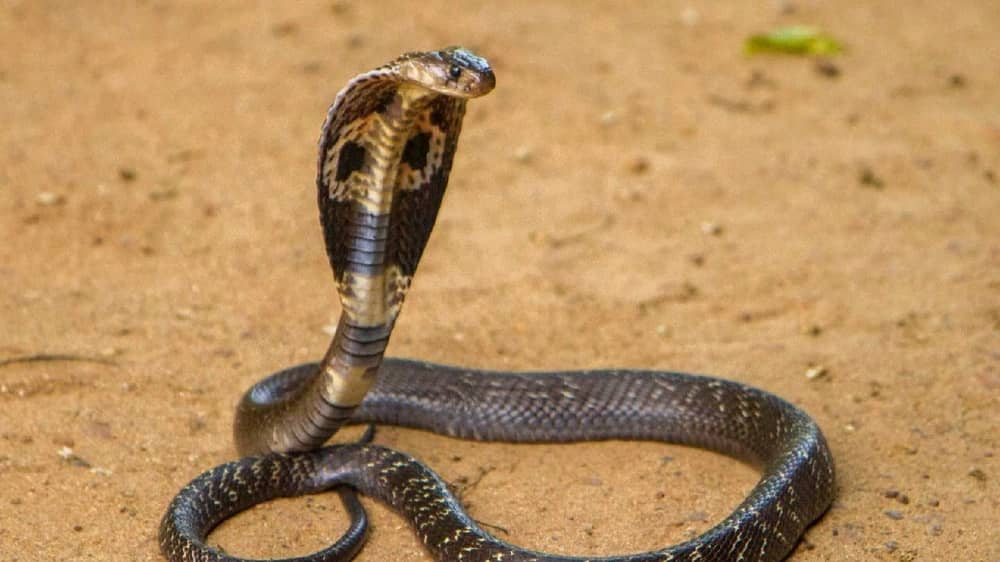 حكم قضائي على رجل تسبب في نفوق أفعى جوعًا