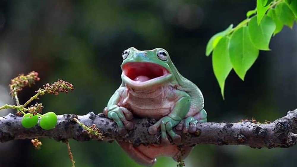 شرطة يوتا تصحح تقرير ذكاء اصطناعي وصف ضابطًا بأنه تحول إلى ضفدع