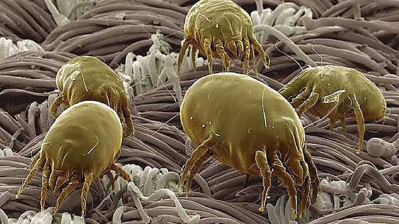 مقطع صادم لمخلوقات غير مرئية تتزاوج على وجوهنا عندما ننام