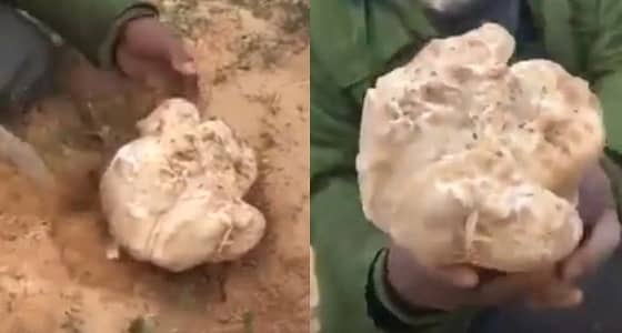 بالفيديو.. ظهور الفقع بأحجام كبيرة في الحدود الشمالية