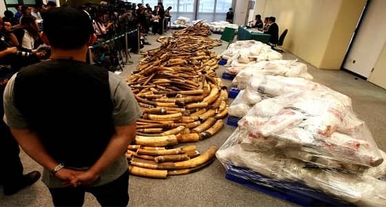 بالصور.. المملكة تحافظ على الحياة الفطرية وتنضم لـ " سايتس "