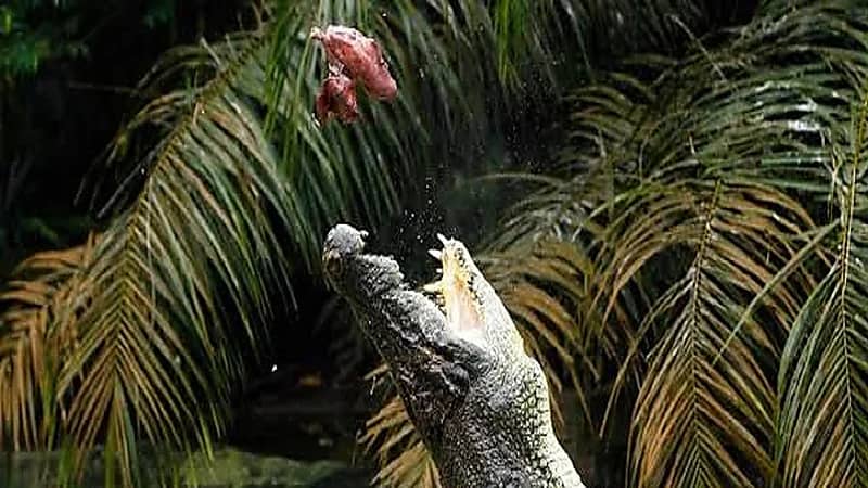 بالصور.. تمساح ينقض على مرشد سياحي ويلتهم ذراعه