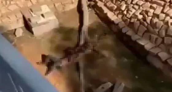 بالفيديو.. صاحب واقعة نمر حديقة الملز يروي تفاصيل إنقاذه