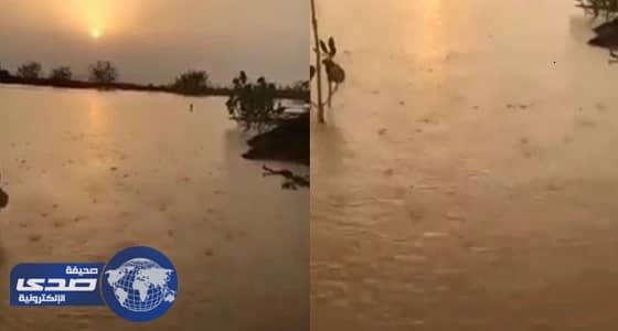 بالفيديو.. سقوط أمطار صيفية وسط موجة شديدة الحرارة