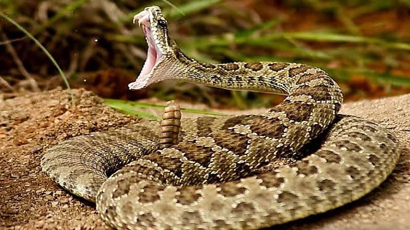 رجل يتفاجأ بـ100 أفعى أسفل منزله