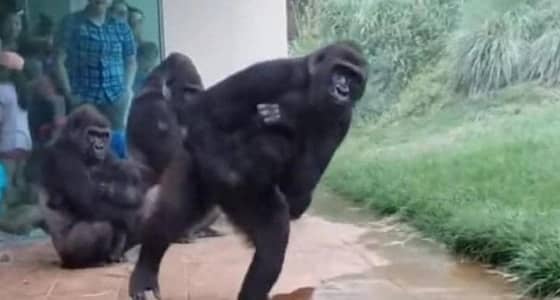 فيديو هروب الغوريلا من الأمطار يثير ضجة بمواقع التواصل