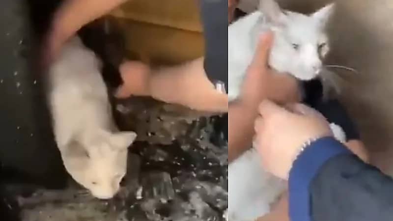 قط ينجو من حريق بأعجوبة في جدة (فيديو)