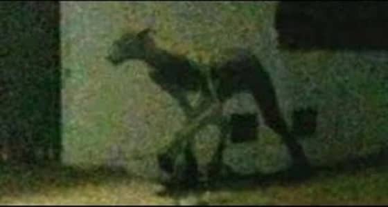 بالفيديو.. مخلوق غريب نصفه إنسان والآخر حيوان يثير الرعب بين الأهالي