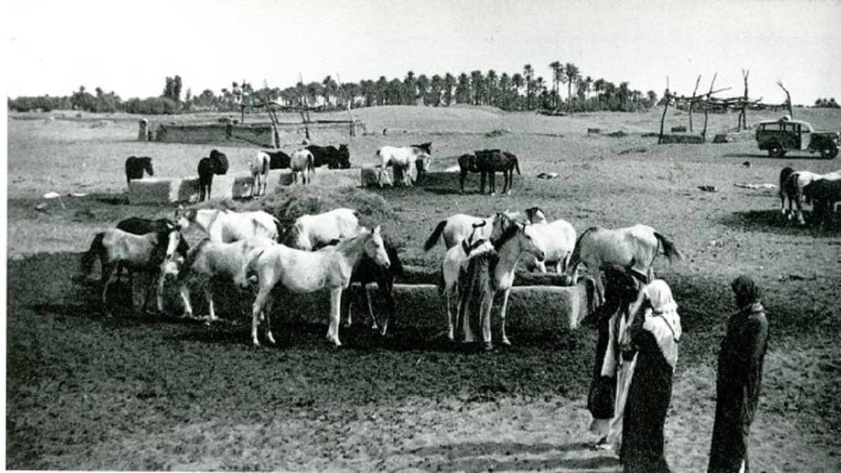 شاهد.. صورة نادرة لاسطبلات خيول الملك عبدالعزيز في خمسينيات القرن الهجري