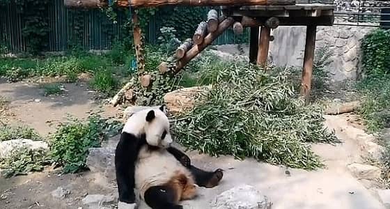 بالفيديو..القبض على مصور حاول إيقاظ " باندا " من نومها