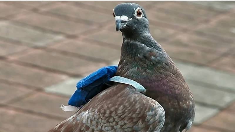 القبض على حمامة بتهمة تهريب المخدرات