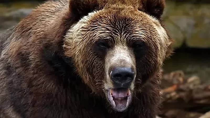 ملاكم يصارع "دب" للانتقام لصديقته