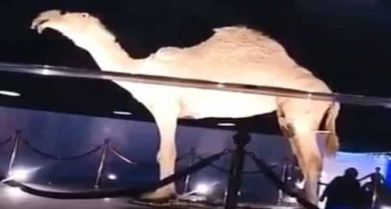 بالفيديو.. ملاك الحسيني تتعرض لدهشة من سعر خزامة قبل وبعد تحنيطها