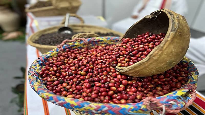 4 طن من البُن السعودي في انطلاق النسخة الثانية من المهرجان برجال ألمع.. صور