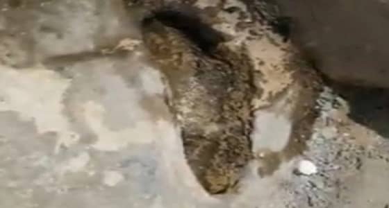 جاليات آسيوية تزيل الأسمنت ليتبركوا بالأثر المزعوم لـ  "  قدم الرسول  " (فيديو)