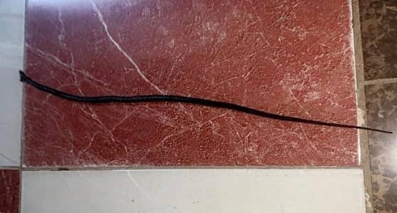 أثناء احتفالها بحفظها القرآن الكريم.. ثعبان ينهي حياة طفلة بالعارضة