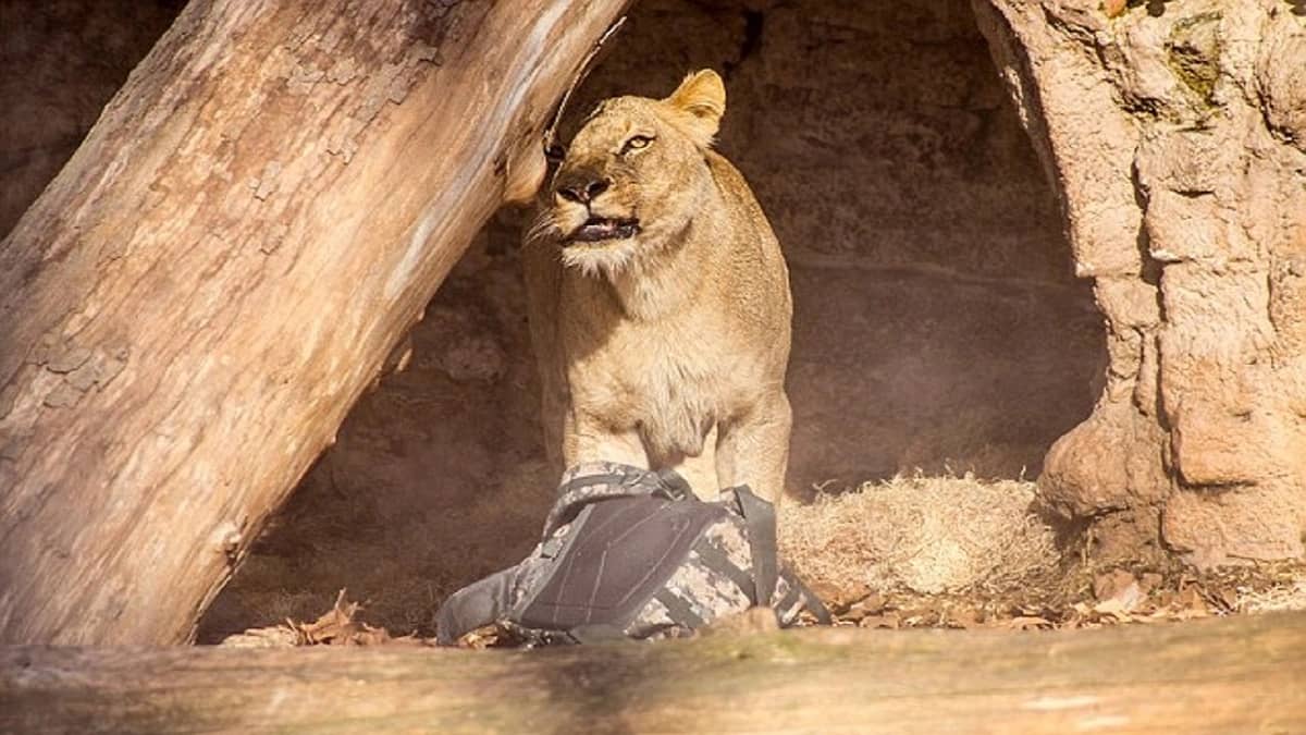 العثور على جمجمة شاب في عرين أسد بعد أيام من اختفائه
