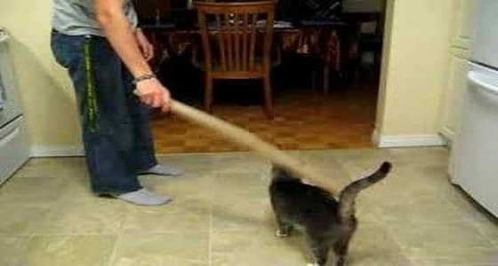 شاب يعذب قطة للمزاح مع أصدقائه