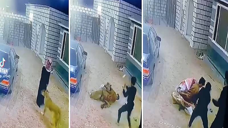 بالفيديو .. أسد يهجم على مواطن ويطرحه أرضا