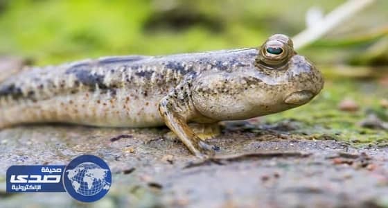 بالفيديو.. كائن غريب يُثير ضجة بالإنترنت