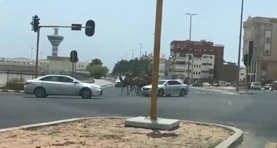 بالفيديو.. إبل سائبة تتجول وسط ينبع