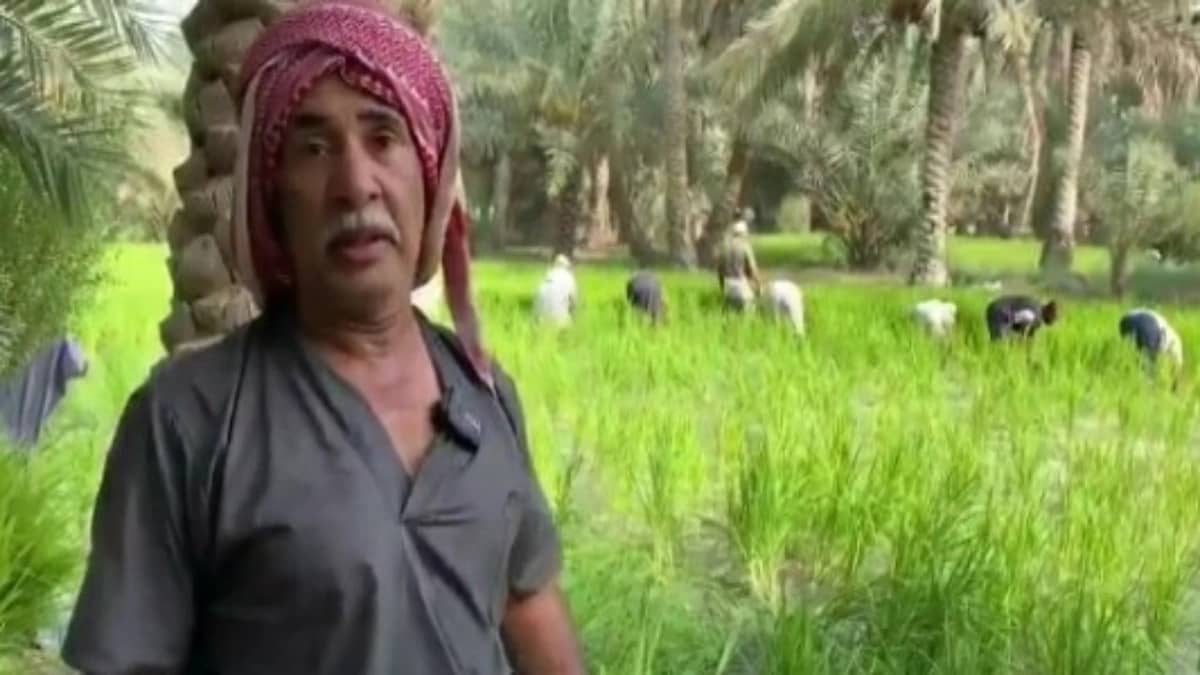 بالفيديو.. مراحل زراعة الأرز الحساوي وموعد حصاده