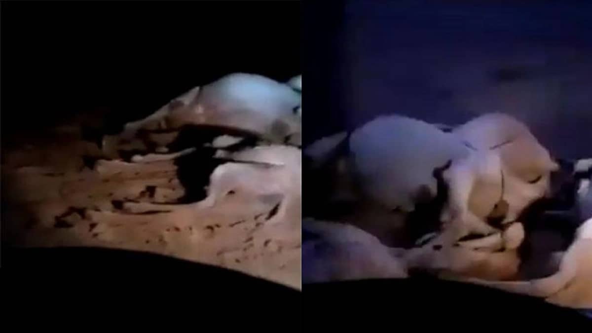 بالفيديو..صاعقة رعدية تقتل قطيعًا من الإبل بعفيف