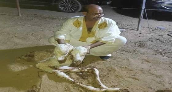 بعد 10 ساعات.. ناقة تلد حوارًا برأسين ثم يتوفى مباشرة