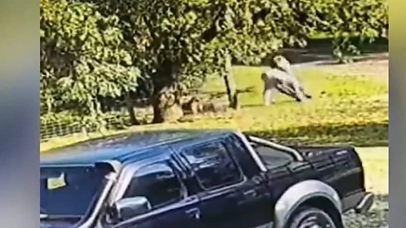 شاهد.. رجل يدخل في صراع مع حيوان الكنجر