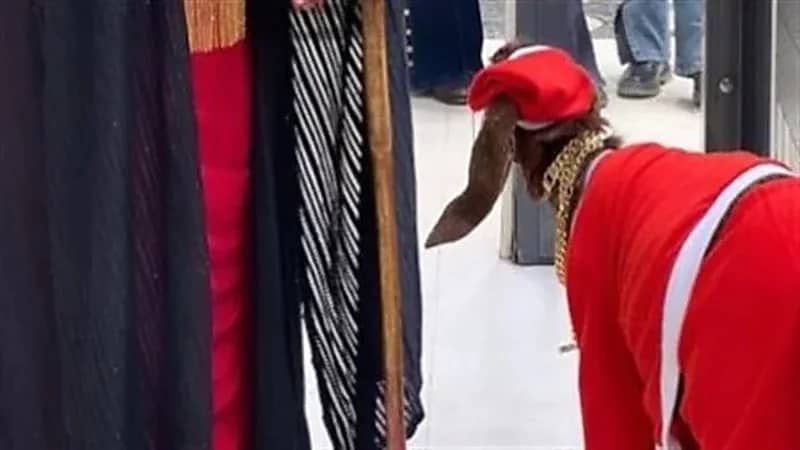 لقطات غريبة ومثيرة للجدل توثق بيع سلسلة ذهب لأحد الأغنام