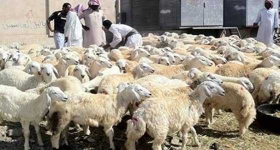 ضوابط وشروط إعانة صغار مربي الماشية