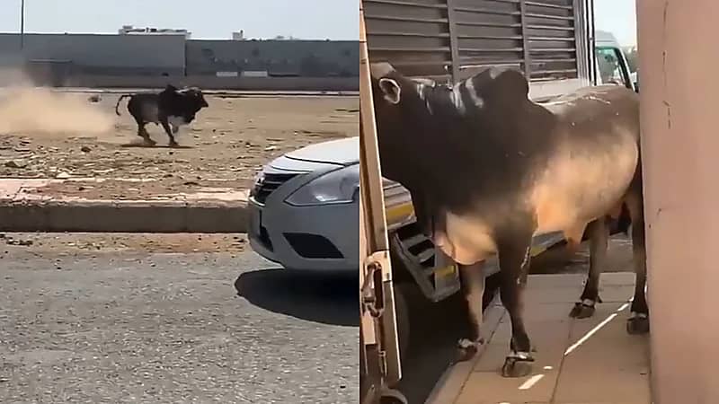 بالفيديو.. ثور هائج يتسبب في حالة ذعر للمارة بجدة