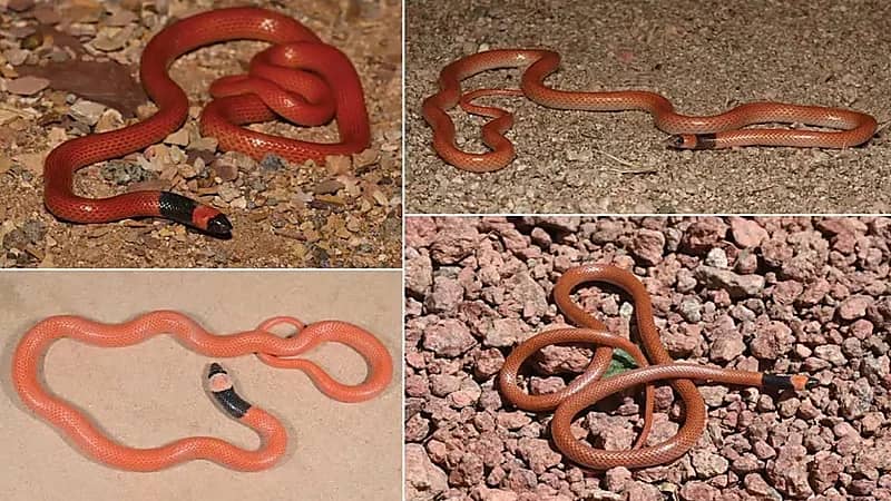 اكتشاف نوع جديد من الثعابين في المملكة .. صورة