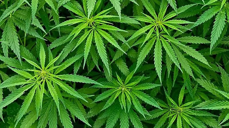 دولة تسعى لتشريع استهلاك "الحشيش" للترفيه