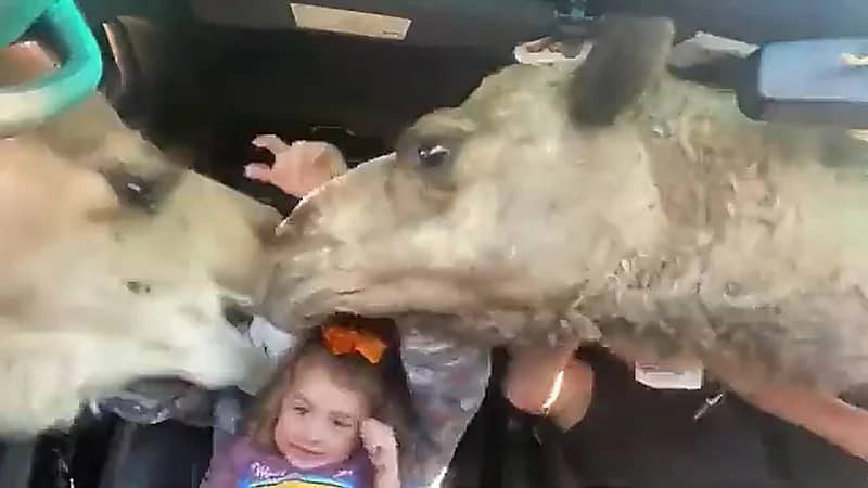 شاهد .. جملان يقتحمان سيارة سائحتين ويخطفان الطعام منهما