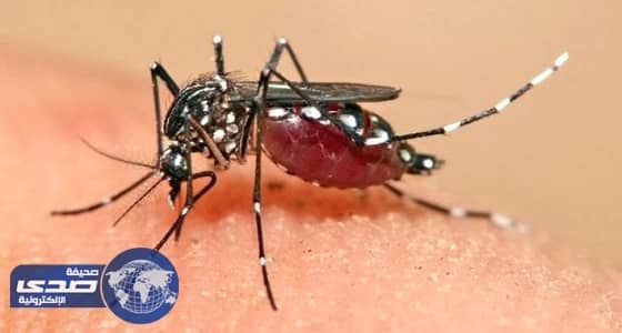 فيروس زيكا قادر على قتل الخلايا السرطانية في مخ البالغين