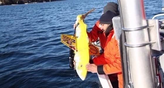 أول روبوت سمكة بالولايات المتحدة لرصد التلوث