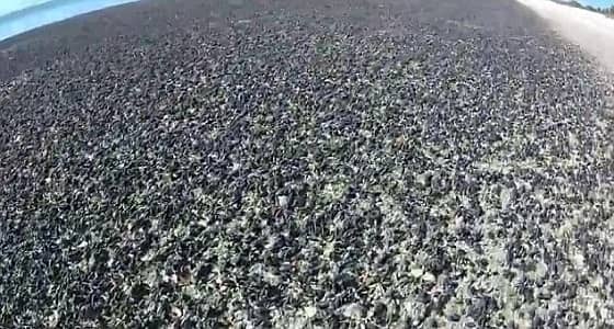 بالفيديو.. قواقع سوداء بالملايين تغزو شاطئ بطرسبرج في أمريكا