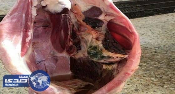 اتلاف جمل غير صالح للاستهلاك الآدمي بالأفلاج