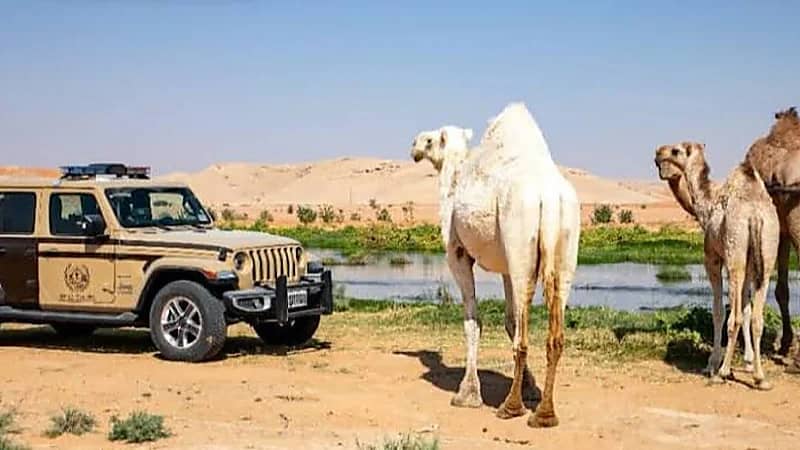 ضبط 31 مخالفًا لنظام البيئة لارتكابهم مخالفات الرعي في عدد من المحميات