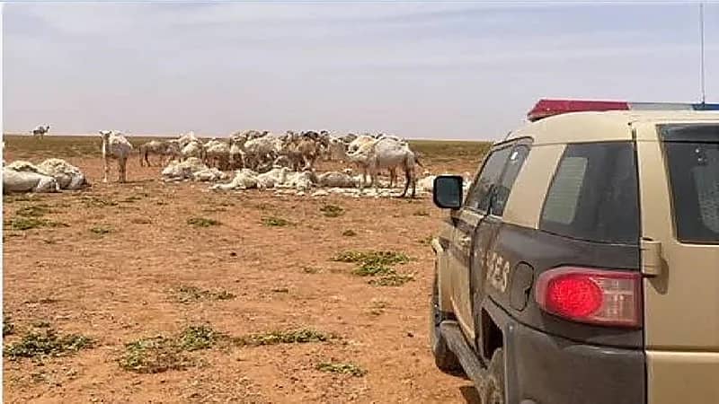 ضبط مقيم لزراعته الأغنام في منطقة محظورة